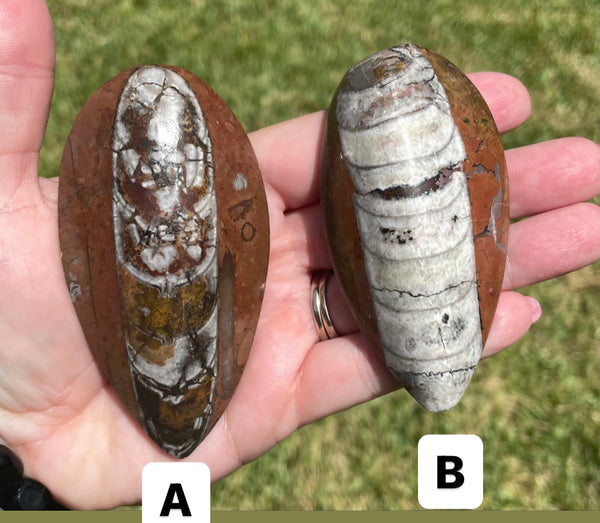 Orthoceras Fossils 3.5 inches Cephalopod