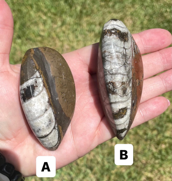 Orthoceras Fossils 3.25 inches Cephalopod