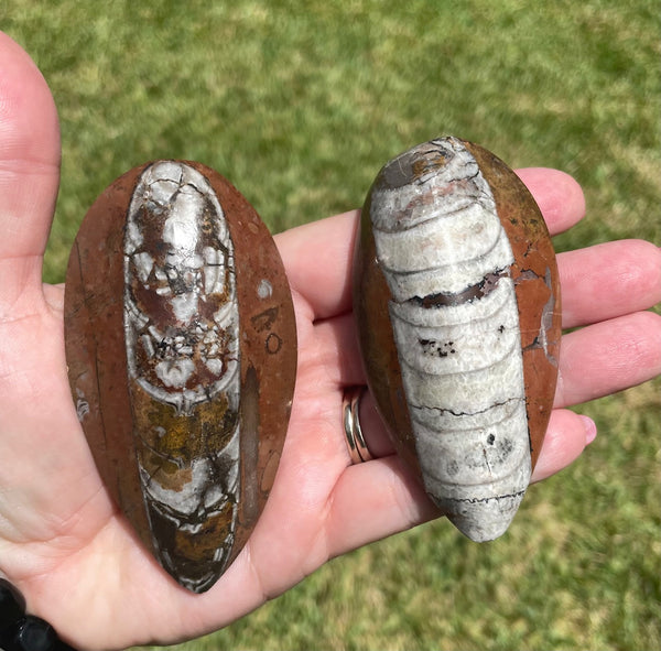 Orthoceras Fossils 3.5 inches Cephalopod