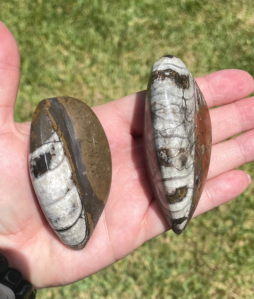 Orthoceras Fossils 3.25 inches Cephalopod