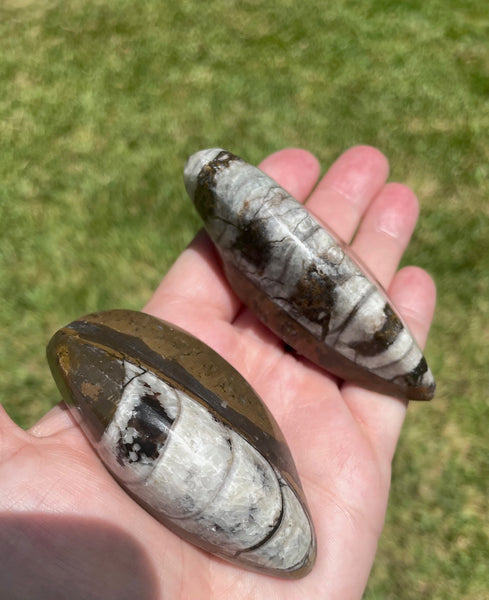 Orthoceras Fossils 3.25 inches Cephalopod