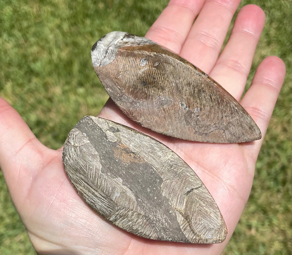 Orthoceras Fossils 3.25 inches Cephalopod