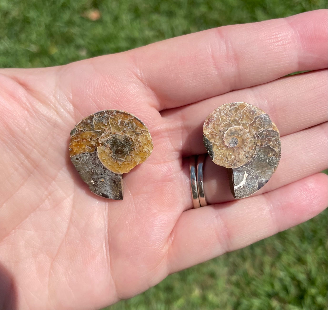 Ammonite Fossil Shell Cephalopods